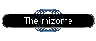 The rhizome